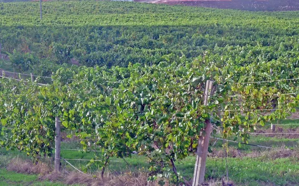 Vi&ntilde;edos de Terras Gauda.