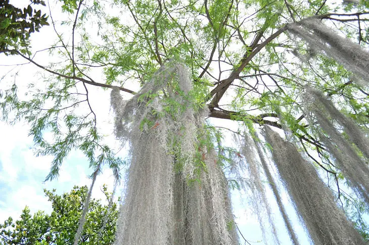 Cipr&eacute;s calvo- Taxodium distichum - Jard&iacute;n de Aclimataci&oacute;n de La Orotava, Puerto de la Cruz, Tenerife ./ Francisco Pu&ntilde;al