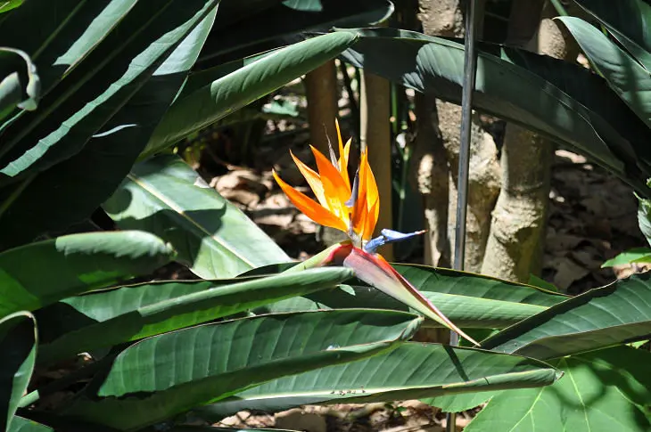 Flor Strelitzia reginae, originaria de  &Aacute;frica del Sur - Jardin de Aclimataci&oacute;n de La Orotava, Puerto de la Cruz, Tenerife ./ Francisco Pu&ntilde;al Su&aacute;rez