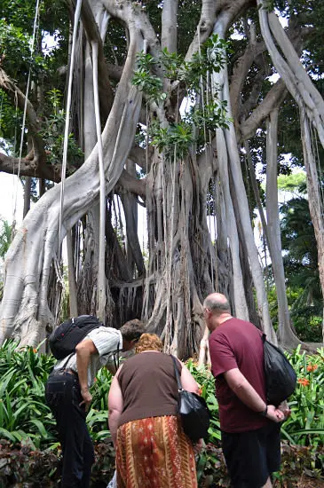 Higuera de Lord Howe - Ficus macrophylla - Orotava, Puerto de la Cruz, Tenerife . / Francisco Pu&ntilde;al Su&aacute;rez