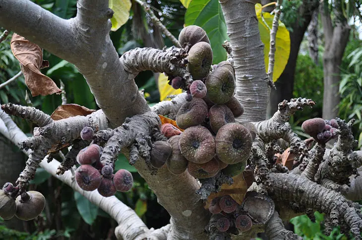 Higuera negra - Coussapoa microcarpa -Jard&iacute;n de Aclimataci&oacute;n de La Orotava, Puerto de la Cruz, Tenerife. /Francisco Pu&ntilde;al Su&aacute;rez