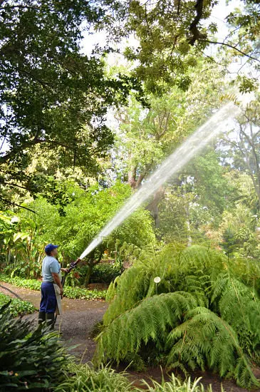 Regador - Jard&iacute;n de Aclimataci&oacute;n de la Orotava, Puerto de la Cruz, Tenerife . / Francisco Pu&ntilde;al Su&aacute;rez