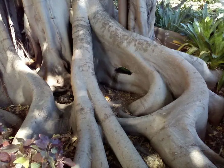 Ra&iacute;ces, Jard&iacute;n de Aclimataci&oacute;n  de la Orotava, Puerto de la Cruz, Tenerife. / Francisco Pu&ntilde;al