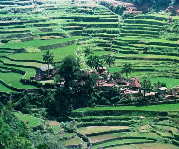 La terrazas de arroz en la cordillera filipina de las Islas Filipinas. National Geographic.