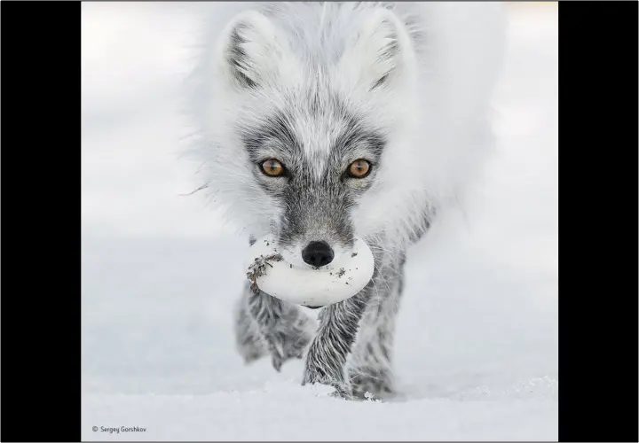 Arctic Treasure Sergey Gorshkov. / Wildlife Photographer of the Year