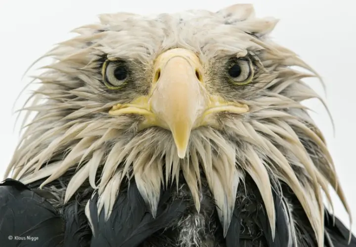 Bold eagle. / Wildlife Photographer of the Year
