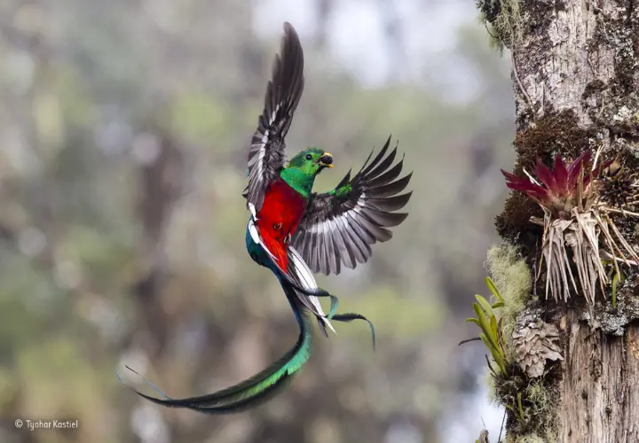 Resplendent delivery, by Tyohar Kastiel. / Wildlife Photographer of the Year