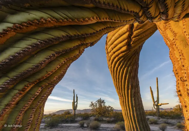 Saguaro Twist, by Jack Dykinga. / Wildlife Photographer of the Year