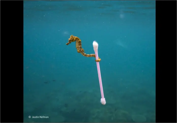 Sewage Surfer, Justin Hofman. / Wildlife Photographer of the Year