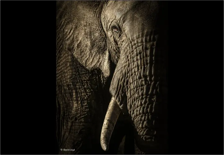 The power of the Matriarch, David Lloyd. / Wildlife Photographer of the Year