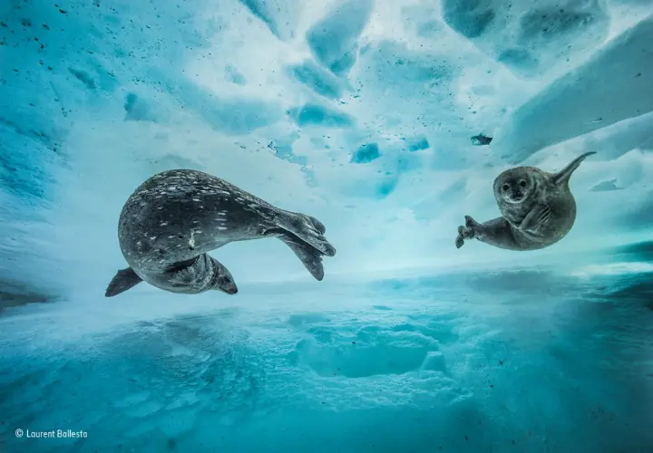 Titulo Swim gym, by Laurent Ballesta. / Wildlife Photographer of the Year