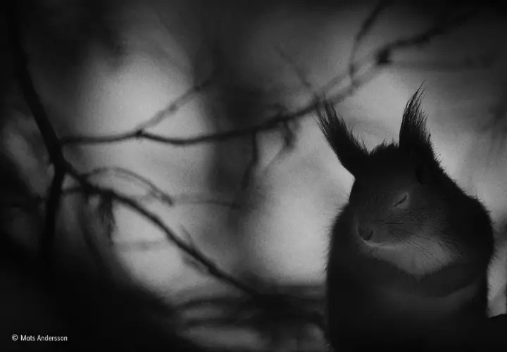 Winter pause, by Mats Andersson. / Wildlife Photographer of the Year