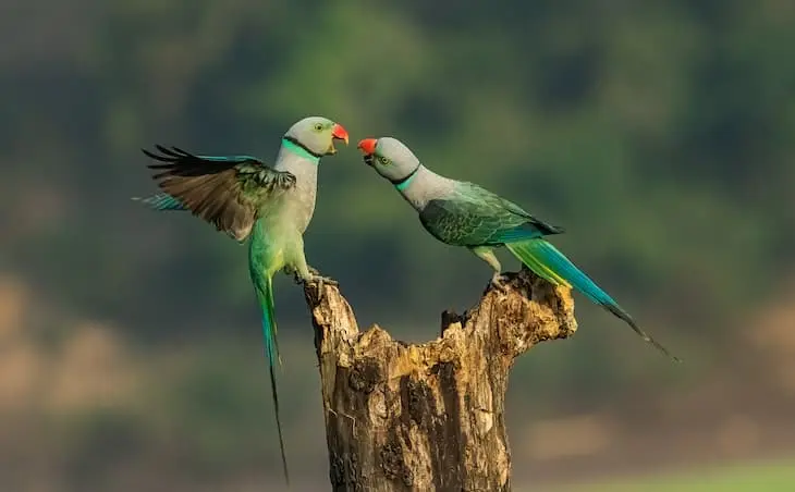 Premio menores de 16 a&ntilde;os - Hosanagara, Karnataka, India  &copy; Achintya Murthy,
India/  Nature TTL
