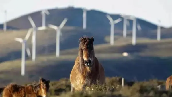 Caballo galopando con un parque e&oacute;lico de fondo. / @Twitter