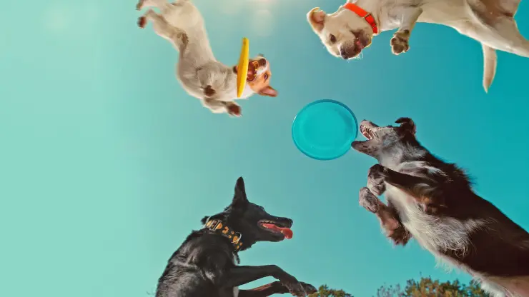 En de la mente de un perro. / Netflix