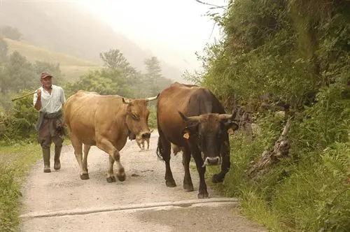 Un ganadero con sus vacas en una pista rural.