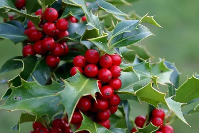Acebo (Ilex aquifolium). / botanicmontserrat.blogspot.com.