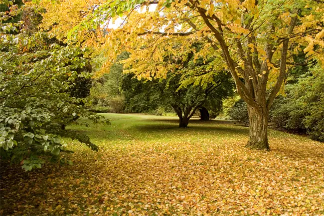 Un parque en oto&ntilde;o.