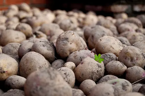 patatas