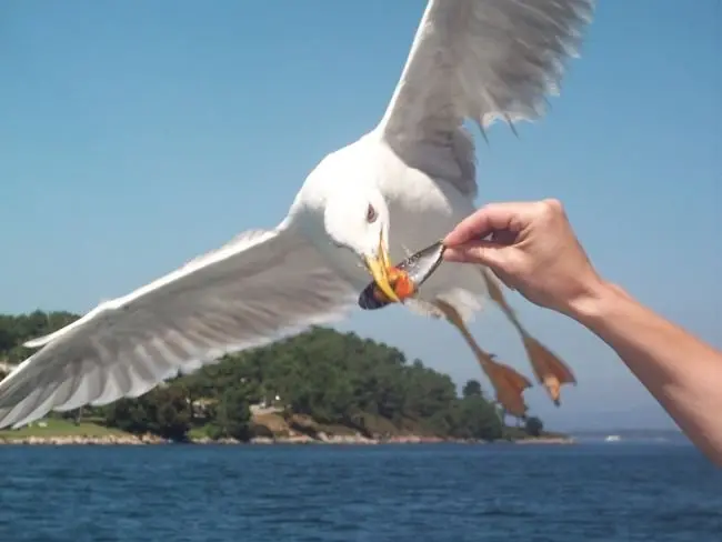 El atrevimiento de la gaviota / www.encuentos.com