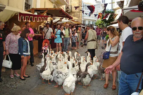  Ocas  amaestradas de paseo por la Feria Medieval de A Coru&ntilde;a                              