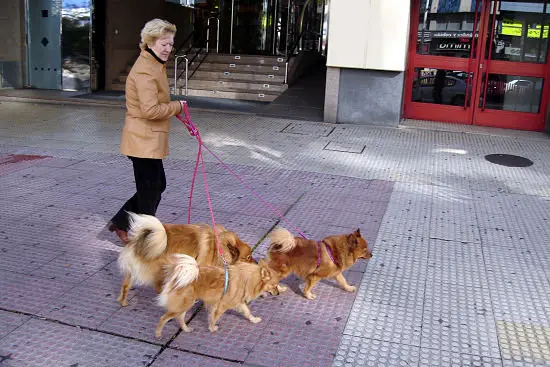 De paseo matinal - Francisco Pu&ntilde;al