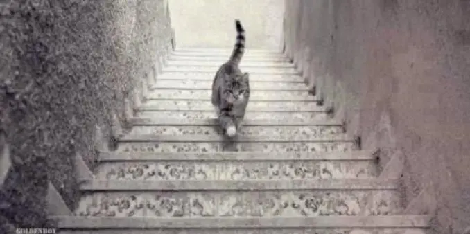 &iquest;Sube o baja este gato?