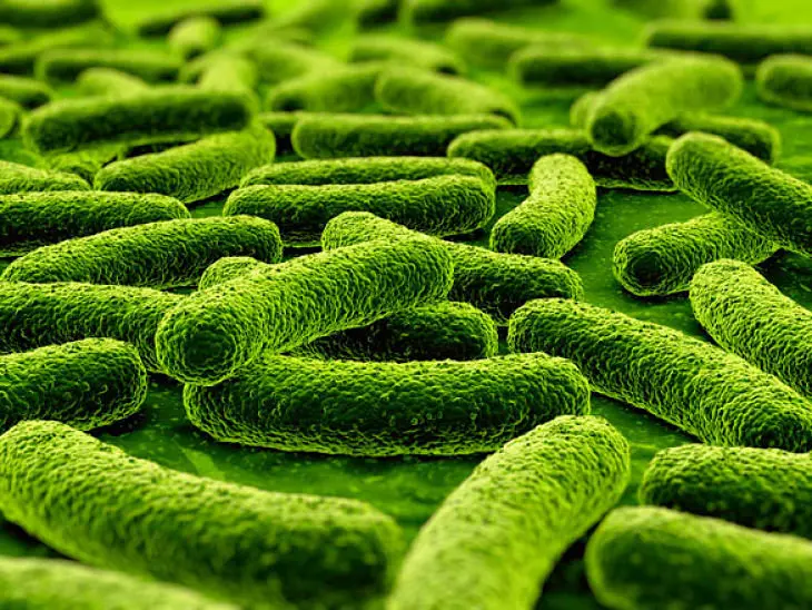 Imagen microsc&oacute;pica del bacilo de Pirr&oacute;n. / RR SS