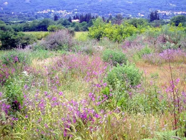 Plantas silvestres en Grecia.