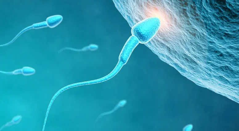 Fecundaci&oacute;n in vitro. / RR SS