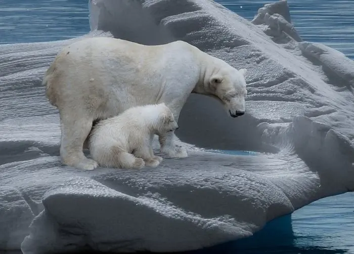 polar-bear-709682_960_720_opt