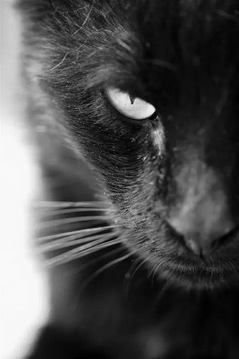 Un gato.