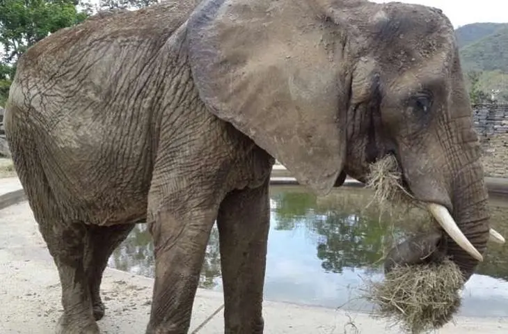 Ruperta, elefante africano Twitter