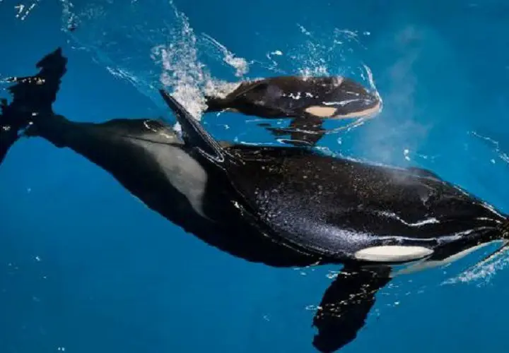 La &uacute;ltima orca nacida en cautiverio y Takara, su madre.  AP