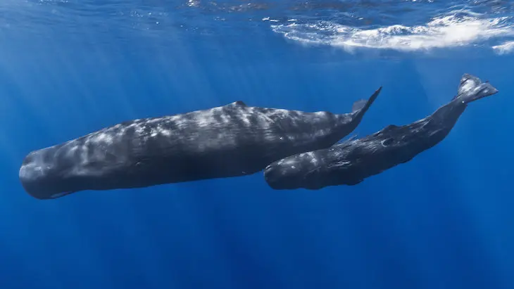 Imagen de dos ballenas azules. / Mundiario