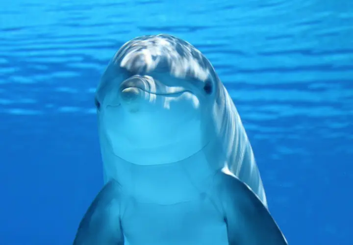 Delfin. Pixabay.
