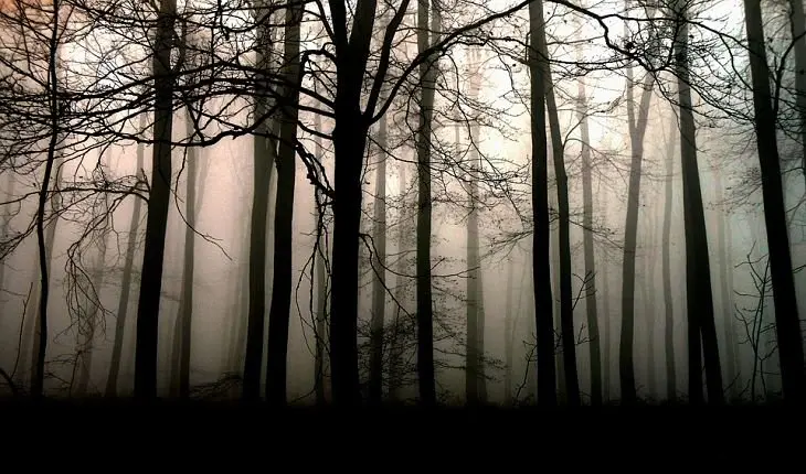 Boque oscuro Pixabay