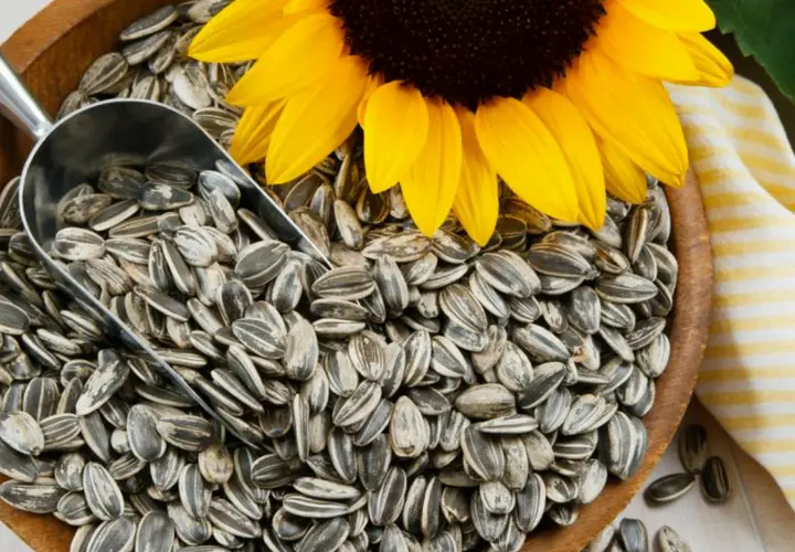 Semillas de girasol. / Mundiario
