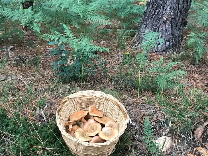 Cesta de n&iacute;scalos recogidos en San Cremenzo de Pazos