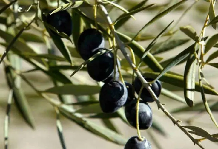 Aceitunas negras. Pinterest.