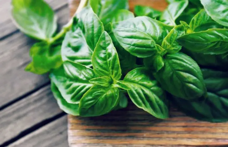 Albahaca. Pexels.
