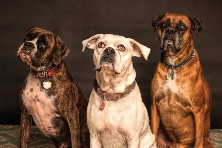 Perros. / Pexels.com.