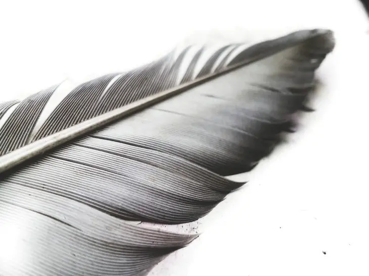 Plumas. / Pexels.com.