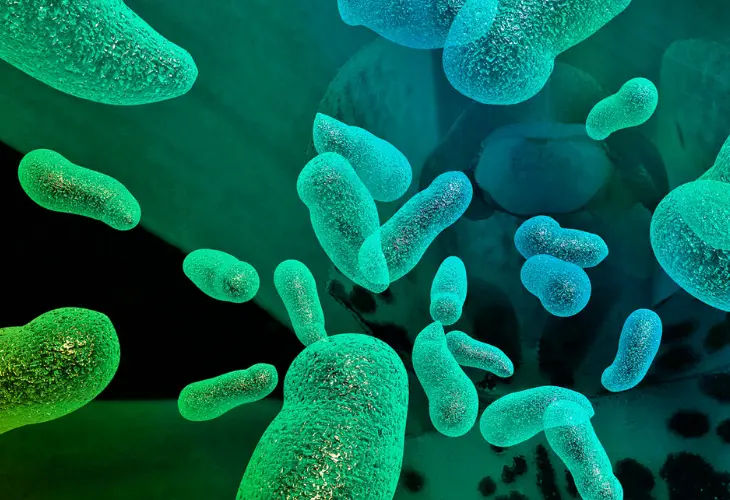 Bacterias. / Somich.