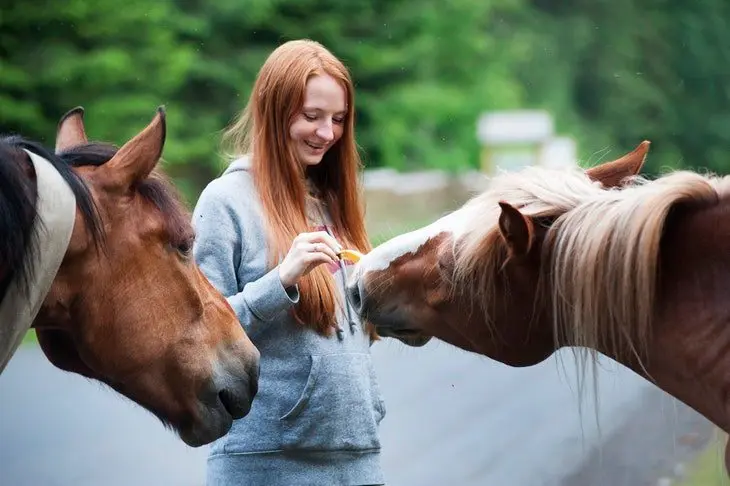 Caballos. / Pexels.com.