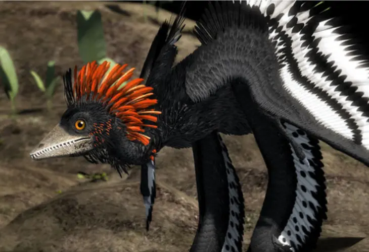 Las plumas f&oacute;siles revelan c&oacute;mo los dinosaurios tomaron vuelo. / Sciencemag.org.