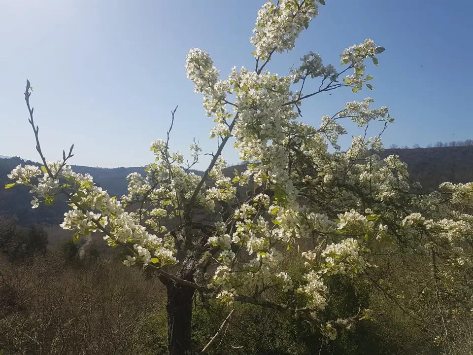 Flores en verde blanco. / Mundiario