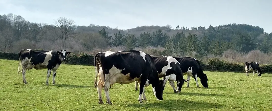 Vacas en un prado al lado de un monte en Galicia. / Pixabay