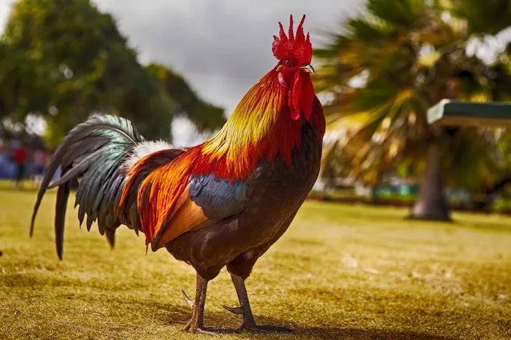 Un gallo. / Pixabay