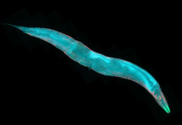 Gusano redondo microsc&oacute;pico C. elegans. / Science Daily.